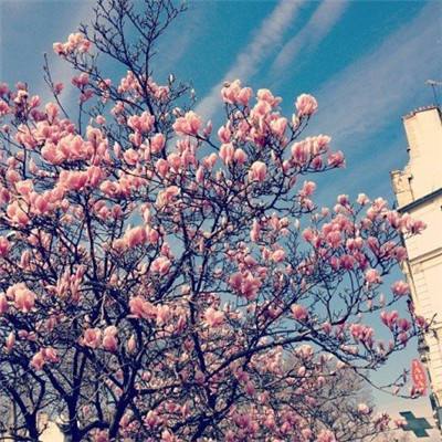 布鲁塞尔：樱花盛放